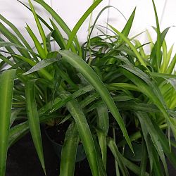 Green Spider Plant Green Spider Plant