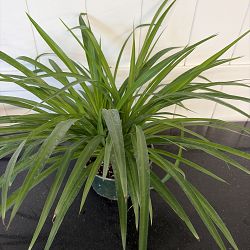 Green Spider Plant Green Spider Plant