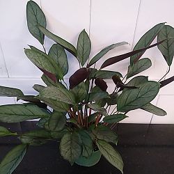 Calathea setosa 'Grey Star' Calathea setosa 'Grey Star'