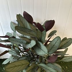 Calathea setosa 'Grey Star' Calathea setosa 'Grey Star'