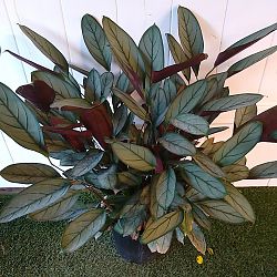 Calathea setosa 'Grey Star' Calathea setosa 'Grey Star'