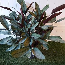 Calathea setosa 'Grey Star' Calathea setosa 'Grey Star'