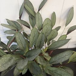 Calathea setosa 'Grey Star' Calathea setosa 'Grey Star'
