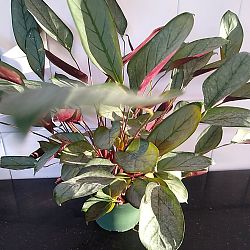 Calathea setosa 'Grey Star' Calathea setosa 'Grey Star'