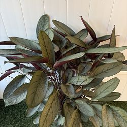 Calathea setosa 'Grey Star' Calathea setosa 'Grey Star'