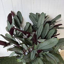 Calathea setosa 'Grey Star' Calathea setosa 'Grey Star'