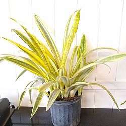 Sansevieria 'Yellowstone', Snake Plant Sansevieria 'Yellowstone', Snake Plant