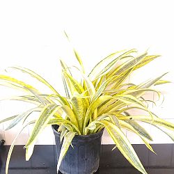 Sansevieria 'Yellowstone', Snake Plant Sansevieria 'Yellowstone', Snake Plant