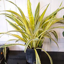 Sansevieria 'Yellowstone', Snake Plant Sansevieria 'Yellowstone', Snake Plant