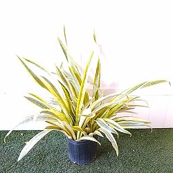 Sansevieria 'Yellowstone', Snake Plant Sansevieria 'Yellowstone', Snake Plant