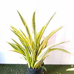 Sansevieria 'Yellowstone', Snake Plant Sansevieria 'Yellowstone', Snake Plant