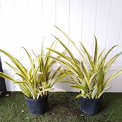 Sansevieria 'Yellowstone', Snake Plant Sansevieria 'Yellowstone', Snake Plant