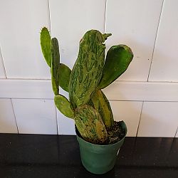 Variegated Prickly Pear Cactus Variegated Prickly Pear Cactus