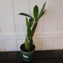 Variegated Prickly Pear Cactus Variegated Prickly Pear Cactus