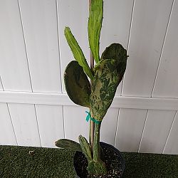 Variegated Prickly Pear Cactus Variegated Prickly Pear Cactus