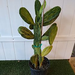 Variegated Prickly Pear Cactus Variegated Prickly Pear Cactus