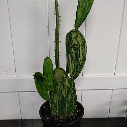 Variegated Prickly Pear Cactus Variegated Prickly Pear Cactus