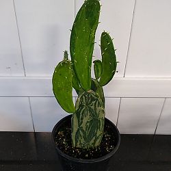 Variegated Prickly Pear Cactus Variegated Prickly Pear Cactus