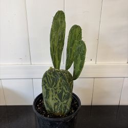 Variegated Prickly Pear Cactus Variegated Prickly Pear Cactus