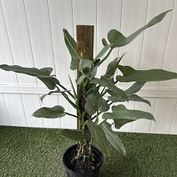Philodendron 'Silver Sword' Philodendron 'Silver Sword'