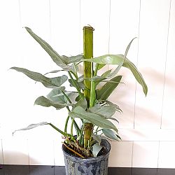 Philodendron 'Silver Sword' Philodendron 'Silver Sword'