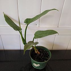 Philodendron 'Silver Sword' Philodendron 'Silver Sword'