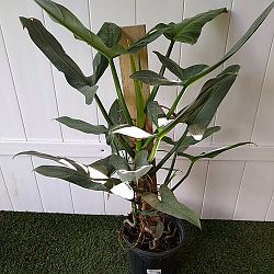 Philodendron 'Silver Sword' Philodendron 'Silver Sword'