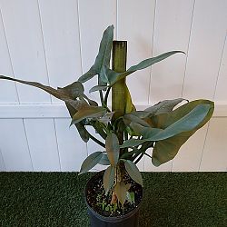 Philodendron 'Silver Sword' Philodendron 'Silver Sword'