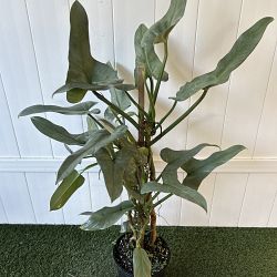 Philodendron 'Silver Sword' Philodendron 'Silver Sword'