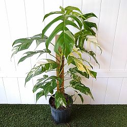 Variegated Epipremnum pinnatum Variegated Epipremnum pinnatum