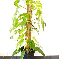 Variegated Epipremnum pinnatum Variegated Epipremnum pinnatum