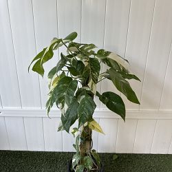 Variegated Epipremnum pinnatum Variegated Epipremnum pinnatum