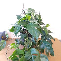 Variegated Epipremnum pinnatum Variegated Epipremnum pinnatum