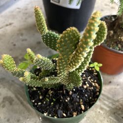 Yellow Bunny Ears Cactus Yellow Bunny Ears Cactus