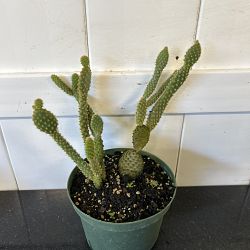 Yellow Bunny Ears Cactus Yellow Bunny Ears Cactus