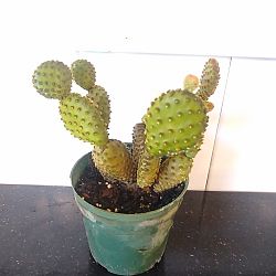 Yellow Bunny Ears Cactus Yellow Bunny Ears Cactus