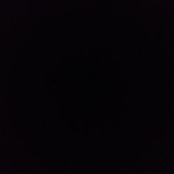 Yellow Bunny Ears Cactus Yellow Bunny Ears Cactus