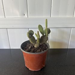 Yellow Bunny Ears Cactus Yellow Bunny Ears Cactus