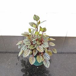 Peperomia 'Piccolo Banda' Peperomia 'Piccolo Banda'