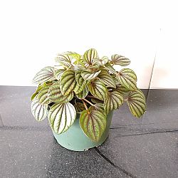 Peperomia 'Piccolo Banda' Peperomia 'Piccolo Banda'