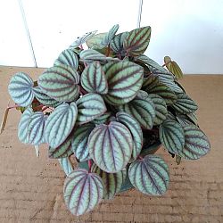 Peperomia 'Piccolo Banda' Peperomia 'Piccolo Banda'