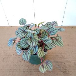 Peperomia 'Piccolo Banda' Peperomia 'Piccolo Banda'
