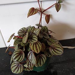 Peperomia 'Piccolo Banda' Peperomia 'Piccolo Banda'