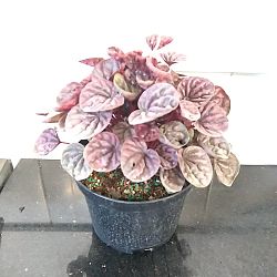 Peperomia 'Schumi Red' Peperomia 'Schumi Red'