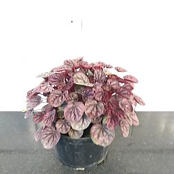 Peperomia 'Schumi Red' Peperomia 'Schumi Red'