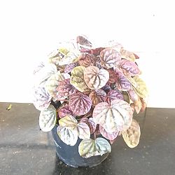 Peperomia 'Schumi Red' Peperomia 'Schumi Red'