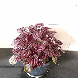 Peperomia 'Schumi Red' Peperomia 'Schumi Red'