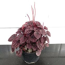 Peperomia 'Schumi Red' Peperomia 'Schumi Red'