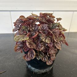Peperomia 'Schumi Red' Peperomia 'Schumi Red'