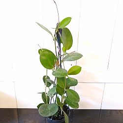 Hoya australis 'Lisa' Hoya australis 'Lisa'